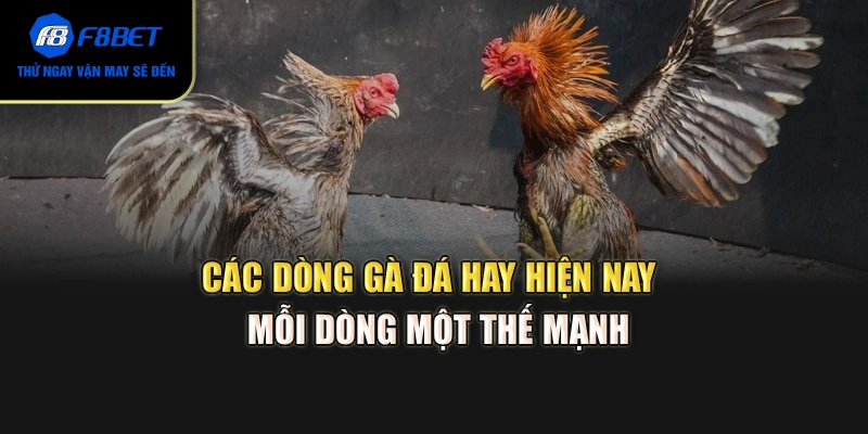 Các dòng gà đá hay hiện nay - Mỗi dòng một thế mạnh