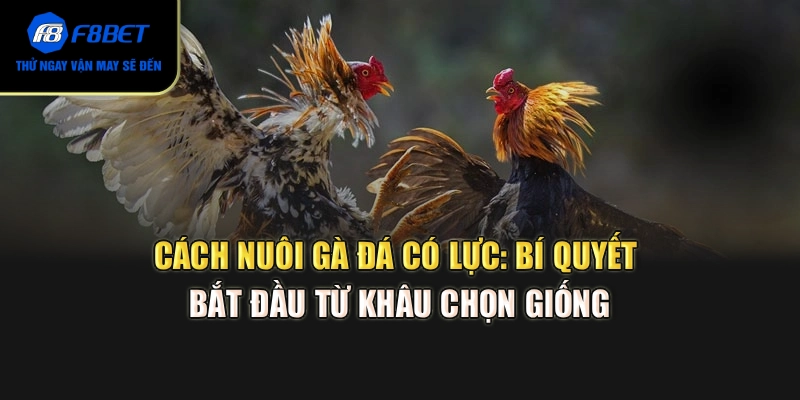Cách nuôi gà đá có lực: Bí quyết bắt đầu từ khâu chọn giống