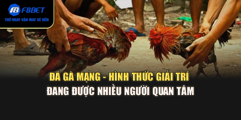 Đá gà mạng - Hình thức giải trí đang được nhiều người quan tâm